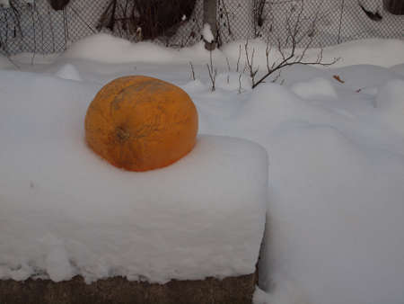 Large orange pumpkin on the snow in the old garden. Winter still life.の写真素材