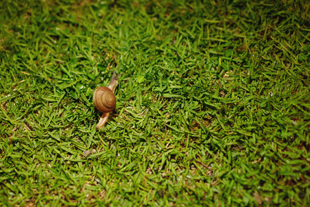 Small curious snail on green grassの写真素材