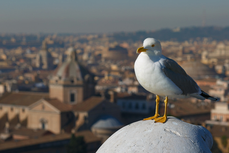 Beautiful seagull on the stone monument in Italy, Romaの写真素材