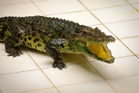 Dangarous green crocodile in terrarium on the crocodile farmの写真素材