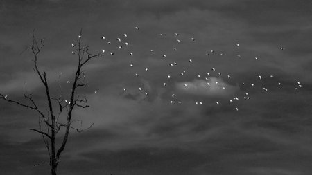 Black and whiteの写真素材