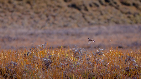 Bird flyingの写真素材