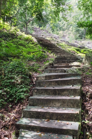 Stairway to jungle