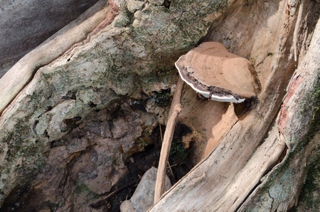 Mushroom growing on a tree in the forest