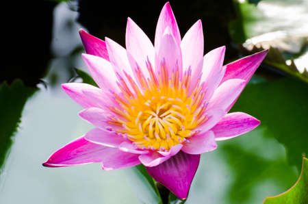 Lotus flowerの写真素材