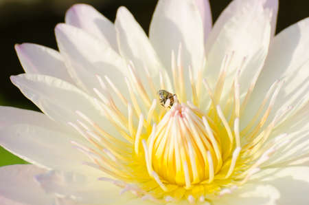 Lotus flower with yellow fly の写真素材