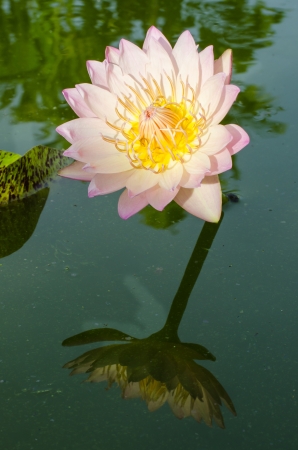 Pink lotus flowers in the pond with shadow of lotus in the waterの写真素材