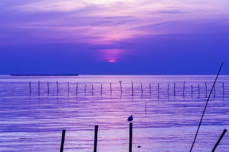 Sea sunset with stumps and seagull foregroundの写真素材