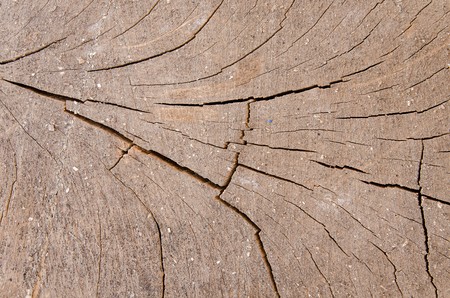 wood crack skin textureの写真素材