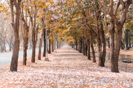 way of forestの写真素材