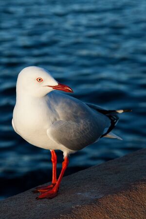Chroicocephalus novaehollandiae, the Australian seagull, by the water s edgeの写真素材