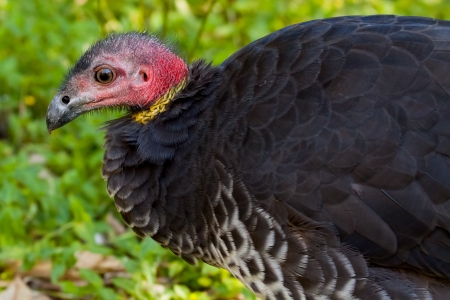 Australian Bush Turkey  or Brush-turkey  Alectura lathami  in profileの写真素材