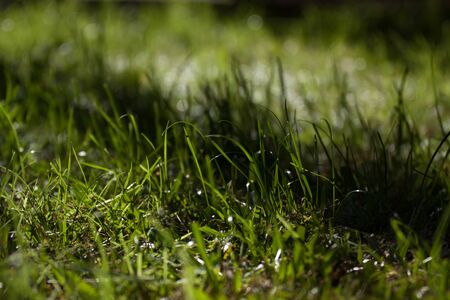 Grass in the late afternoon sunlight striped with shadow from nearby treesの写真素材