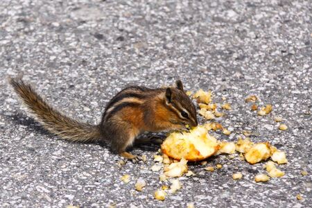 Chipmunk (Neotamias ) on the road eating a discarded appleの写真素材