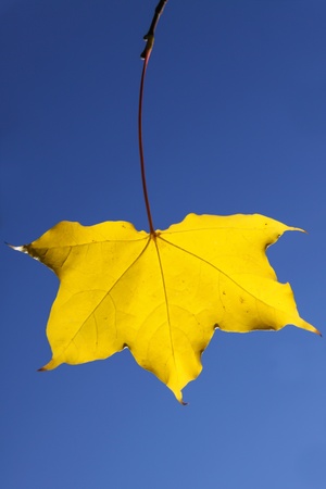 Yellow Maple (Acer) leaf glowing against a bright blue skyの写真素材