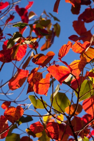 Pattern of colorful autumn leaves of the Chinese Tallowtree, Triadica sebiferaの写真素材