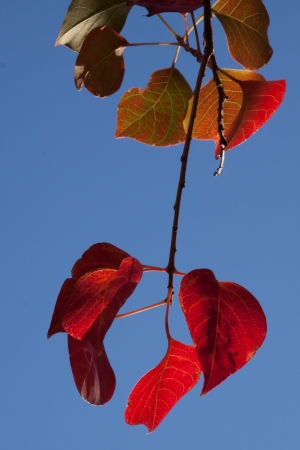 Chinese Tallowtree, Triadica sebifera, leaves showing their vibrant fall colorsの写真素材