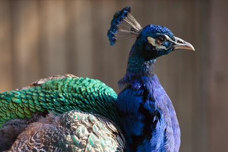 Beautiful male peacock head and body in the sunlightの写真素材