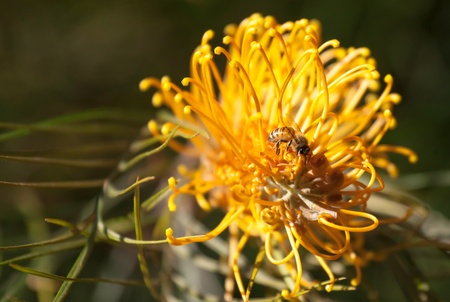 Honey Bee  Apis mellifera  pollination of a native Australian Grevillea flowerの写真素材