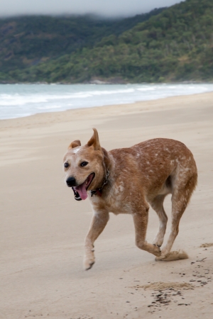Red Heeler or Red Australian Cattle Dog having fun running along the beachの写真素材