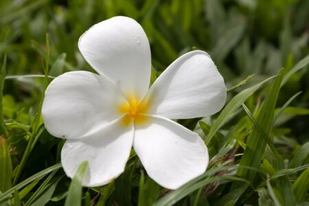 Frangipani  Plumeria  blossom touched by morning dew in the long grassの写真素材