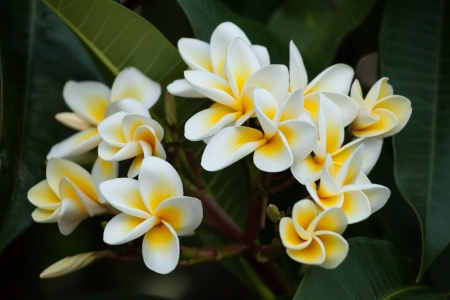 Frangipani (Plumeria) blossoms surrounded by leavesの写真素材