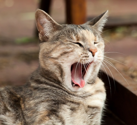 Rare Tortoiseshell-Tabby  Torbie  cat yawning and sleepy outsideの写真素材