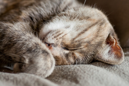 Tortoiseshell-tabby grey and ginger cat sleeping on a grey blanketの写真素材