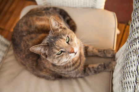 Tortoiseshell-tabby cat lying on a white wicker chair with cream cushion looking up at the cameraの写真素材