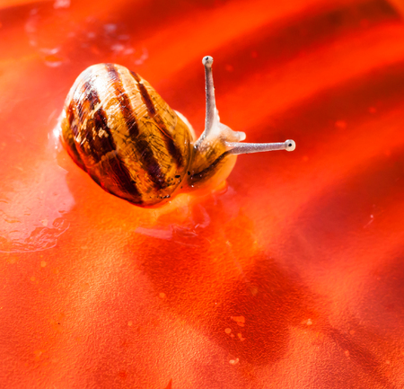 Common Garden Snail  Helix aspersa  gliding over newly set reddish orange jelly in sunlightの写真素材