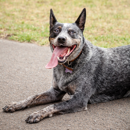 Funny Australian Blue Heeler or Cattle Dog lying down in a park with tongue hanging outの写真素材