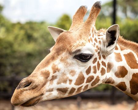 Head of a Giraffe (Giraffa camelopardalis) looking thoughtfulの写真素材