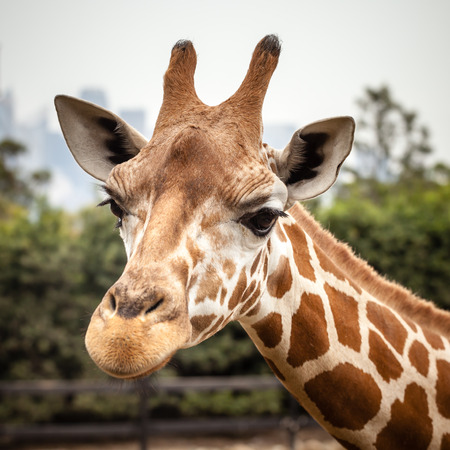 Close up of a giraffe's head (Giraffa camelopardalis) facing towards the camera in front of greenery and a city skylineの写真素材