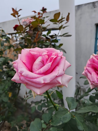 A beautifully bloomed pink rose in a garden setting with soft daylight illumination