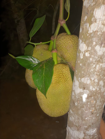 Two jackfruits growing on a tree with green leaves attached to the trunk