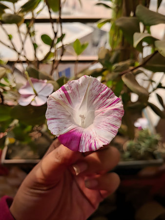 A hand holding a delicate flower with striking pink and white petal patterns.