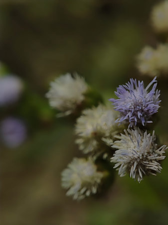 Close-up view of delicate blue thistle flowers in soft focus against green foliage