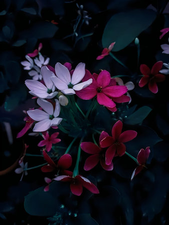 Elegant contrast of pink and red flowers amidst dark foliage in soft evening light