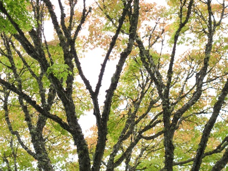The shining leaves of maple compose of a colorful and natural umbrella. Providing people shadow, it also let you enjoy the beauty. の写真素材