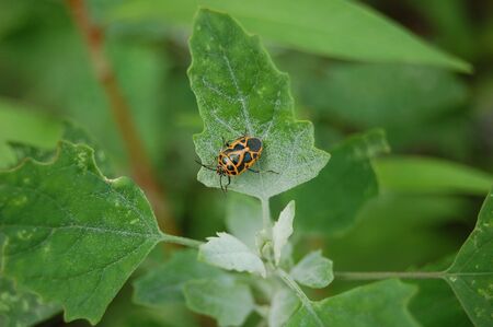 A little bug is resting on a leave of grass. の写真素材
