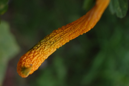 A maturing bitter gourd is turning yellow and becoming ready to produce its seeds. の写真素材