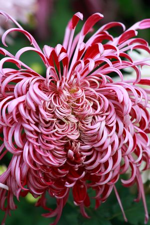 chrysanthemumsの写真素材