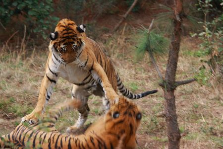 Bengal Tigerの写真素材