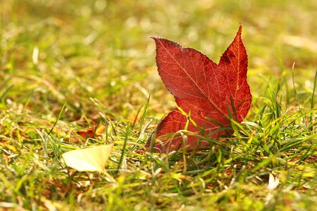 Maple leafの写真素材