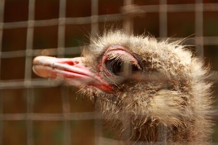 Ostrichの写真素材