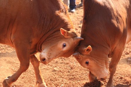 fighting bull