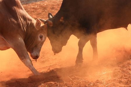 fighting bullの写真素材