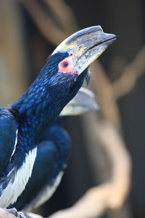 Trumpeter hornbill