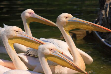 Pelicanの写真素材