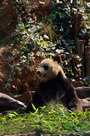 Pandaの写真素材